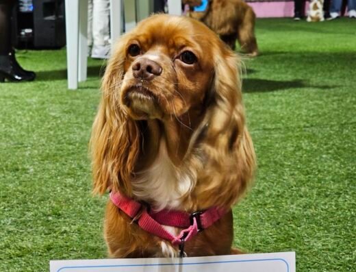 Adiestramiento para perros | Colegio canino | Escuela Canina Colombiana