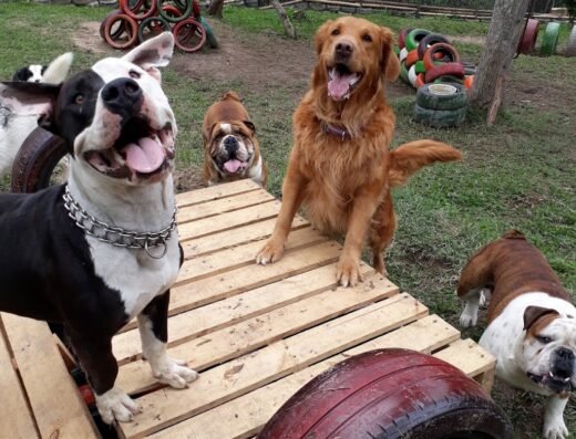 ALDACAN Centro de educación y formación de disciplinas caninas