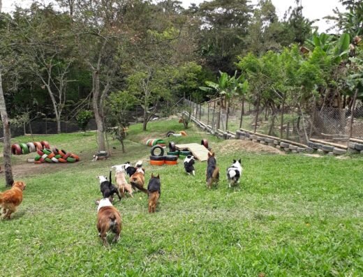 ALDACAN Centro de educación y formación de disciplinas caninas