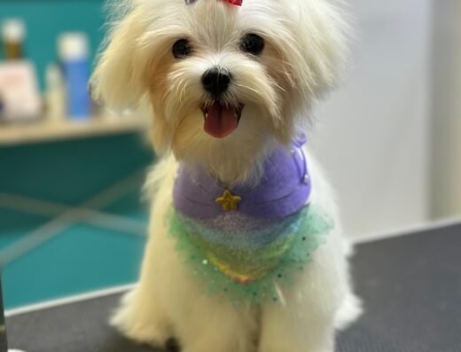Amigos Peludos | Peluquería Canina | Mascotas | Spa | Medellín