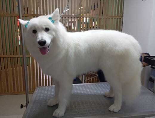 Amigos Peludos | Peluquería Canina | Mascotas | Spa | Medellín