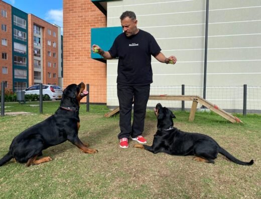 Andres Florez Adiestrador en Educación y Cambios de Conducta Canina