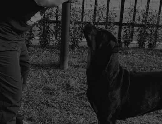 Andres Florez Adiestrador en Educación y Cambios de Conducta Canina