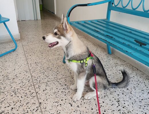 Animal Care Medicina Veterinaria