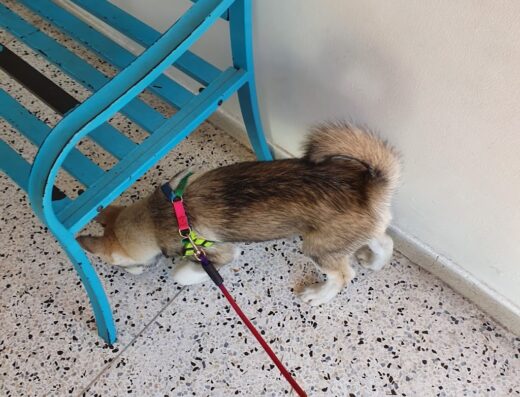 Animal Care Medicina Veterinaria