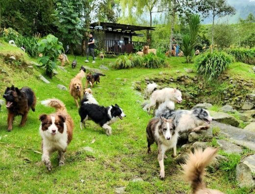 Animals Club Manizales