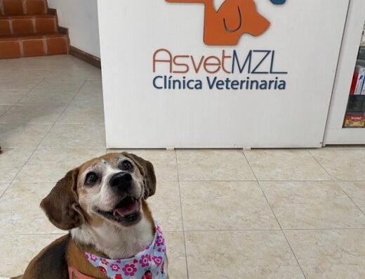 Asvet Clínica veterinaria
