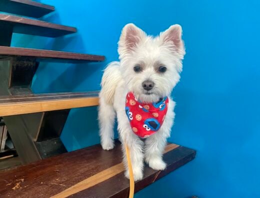 Bogotá Dog Grooming