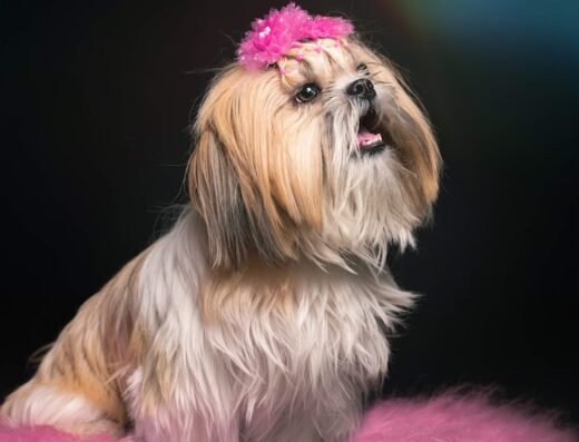 Bogotá Dog Grooming