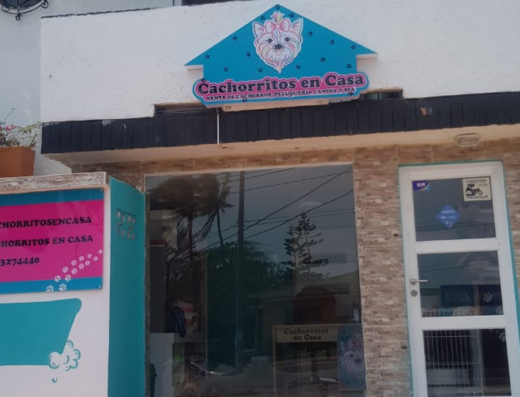 Cachorritos en casa