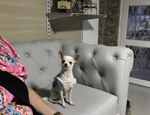 Cachorritos en casa