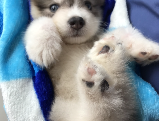 Cachorritos en casa