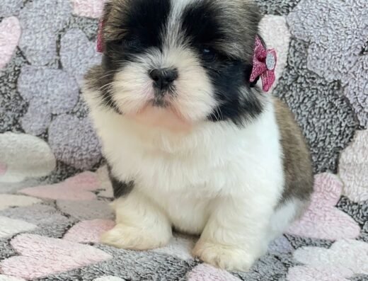 Cachorros Élite