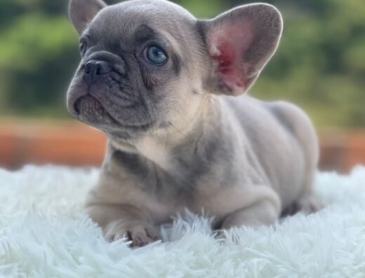 Cachorros Élite