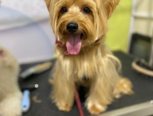 CALASANZ, Medellin | Peluquería SPA canina y felina | consultorio veterinario | Michi Pets Centro Veterinario
