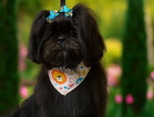 canilook_mascotas
