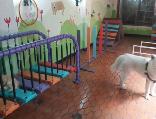 Caninos con bienestar (Can-Bi), guardería y colegio para perros