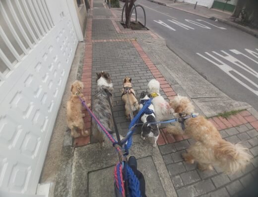 Caninos con bienestar (Can-Bi), guardería y colegio para perros