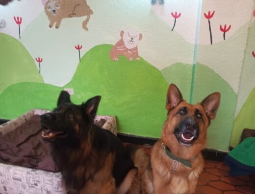 Caninos con bienestar (Can-Bi), guardería y colegio para perros