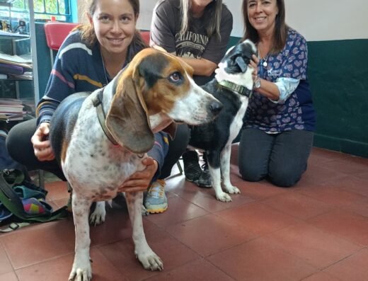Caninos Médicos Veterinarios