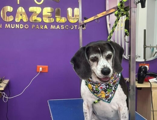 CAZELU un mundo para mascotas