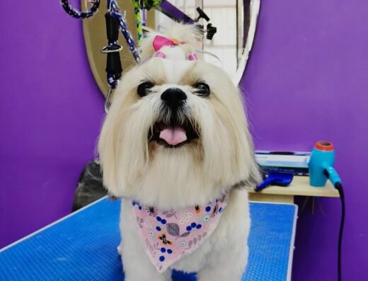 CAZELU un mundo para mascotas