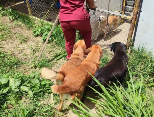centro de bienestar y protección animal Marinilla