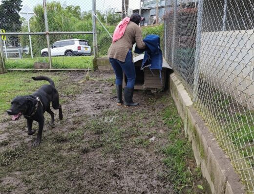 centro de bienestar y protección animal Marinilla