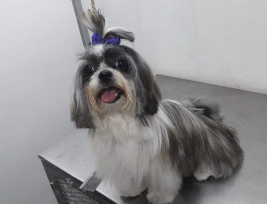 Centro Médico Veterinario Y Spa Animal Care