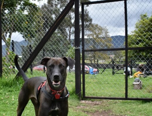 Centro Veterinario de Comportamiento Animal