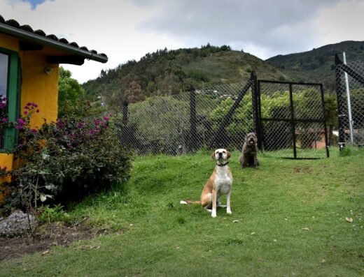 Centro Veterinario de Comportamiento Animal