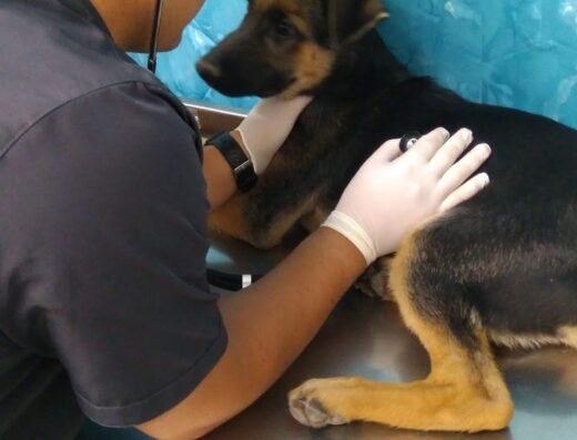 CLÍNICA VETERINARIA APAP