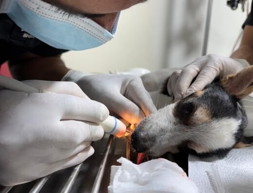 Clinica veterinaria Caribe Pets