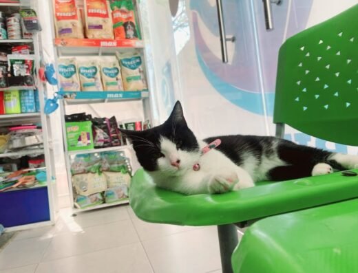Clinica veterinaria Caribe Pets