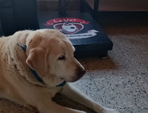 Clínica veterinaria la Vet oriente