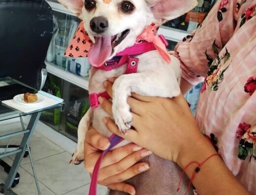 CLINICA VETERINARIA MEVEAS