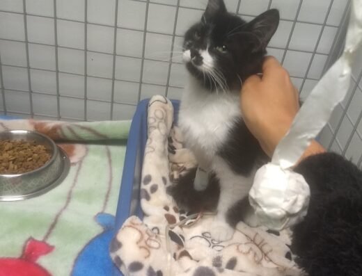 Clínica Veterinaria – San Antonio