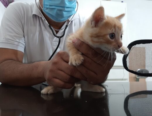 Clinica Veterinaria San Francisco de Asis