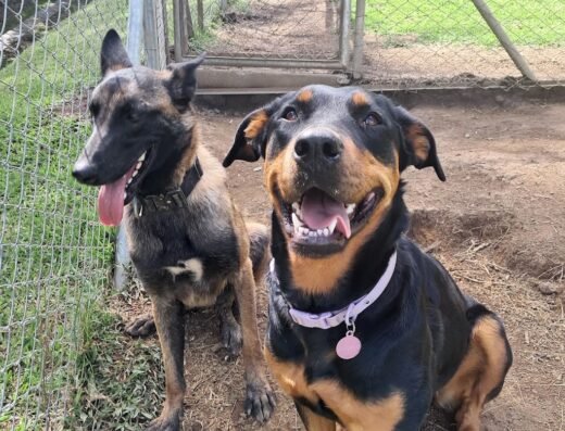 Clínica veterinaria y guardería canina campestre Sagapets