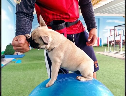 CLUB CANES AMIGO CANINO