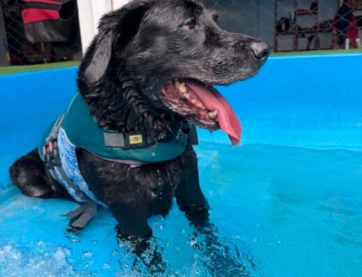 CLUB CANES AMIGO CANINO