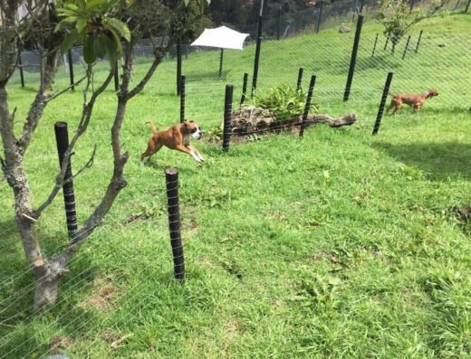 Club Canino Más Que Guau