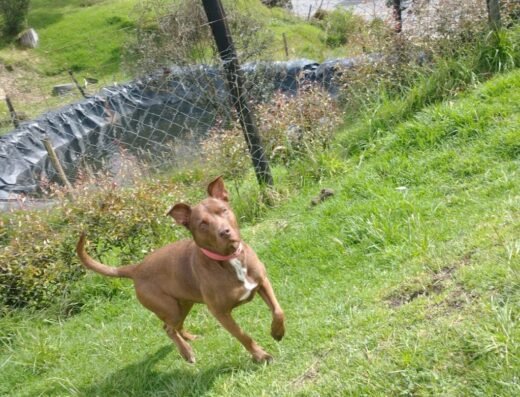 Club Canino Más Que Guau