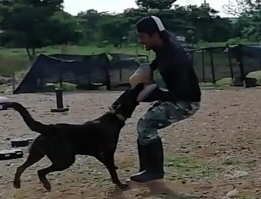 Command Dog’s Service
