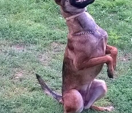 Command Dog’s Service