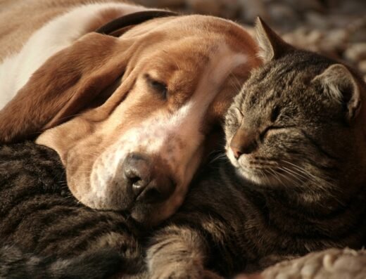 ConSentimiento Animal