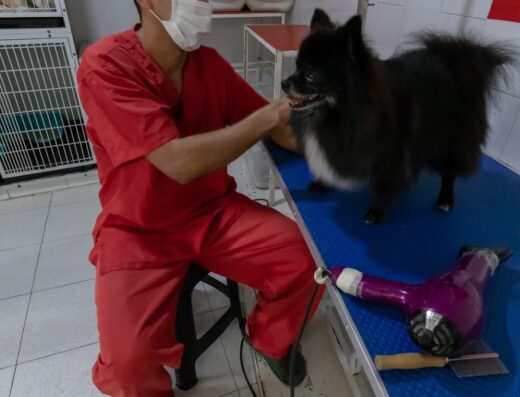 Consultorio Veterinario Carolina Gómez – Salon Canino