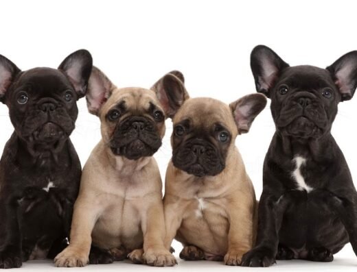 Criadero La Duquesa Kennel