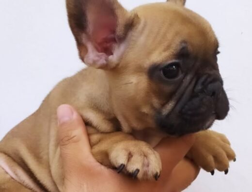 Criadero Sfi Pets