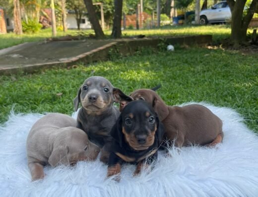 Criadero Sfi Pets